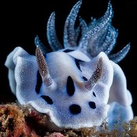 òscar montferrer on Instagram: "Glittering... (Chromodoris willani) #nudibranch #nudibranchs #nudibranches #nudibranchi #nudibranche #nudibranchseaslug #seaslug #seaslugs #photogram #nudibranchsofinstagram #nudibranchhunter #nudibranchlover #uwpics #igdaily #nature #instascuba #scubadive #scubagram #macros #macro_perfection #macrounderwater #photograph #underwaterart #underwaterphotographer #underwaterphoto #uwphoto #underwaterphotograph #divingphoto #underwaterpics #underwaterpictures"