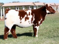 COWANS BLOOD DIAMOND • Cattle Visions • Premier Multi-Breed Online Semen Distributor