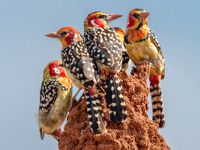 Red-and-yellow Barbet - eBird