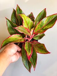 Aglaonema Creta