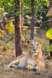 The Asiatic lion is a Panthera leo leo population in India. - Asiatic Lioness in Gir Forest