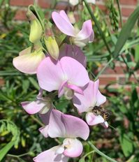 Lathyrus latifolius is een echte klimmer met roze bloemen