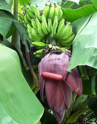 Raja Puri Banana Plant