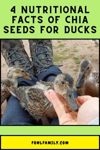 Chia seeds make a nutritious treat for ducks. Learn about the 4 biggest nutritional plusses these mighty seeds provide for your flock.