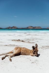 Känguru am Strand - Lucky Bay im Cape-Le-Grand-Nationalpark in Western Australia