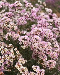 Chamelaucium – Waxflower. Fleur the record… these frilly accent flowers that have long been associated with good luck + lasting love. They also symbolizes joyful memories & new beginnings… the more the merrier, especially when used in weddings.🍃🌸💕🌸🌿 #languageofflowers #australianwildflowers #chamelaucium #waxflower #slowsimpleseasonal #cagrown