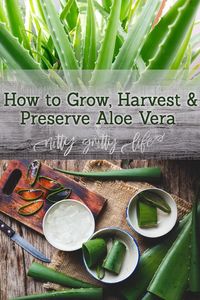 Perhaps one of the most medicinally valuable succulents, aloe vera plants are easy to grow and thrive on neglect.  Learn how to grow, harvest and preserve fresh aloe vera gel for minor burns and wounds! #herbalmedicine #succulents #homeapothecary #aloe