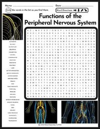 Functions of the Peripheral Nervous System No Prep Worksheet Activity with Vocabulary Words / Terms - Vocabulary Review Game Hidden Words: Peripheral Nervous System Functions Connection Organs Limbs Skin Sensory Information Motor Information Heartbeat Breathing Control Motor Movements Digestion Sweat Response Blood Flow Somatic Motor Neurons Sensory Neurons Sympathetic Parasympathetic Reflexes Autonomic Signal Response Coordination Transmission Temperature Pressure Pain Balance Great for: Early Finishers, Vocabulary Lesson, Emergency Sub Plan, Homework, Unit Supplement, Sponge Activity, Classwork, Test Review, Terms, Bell Ringer, Curriculum, Back to School, End of Year, No Prep Activity, Warm-Up, Handout, Homeschool, Vocabulary Activities, Do Now, Mini-lessons, Distance Learning Simply Pri