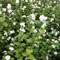 Showy fruit plant Snowberry Symphorycarpos albus 3-6 Ft High 3-6 Ft Wide Zone 4