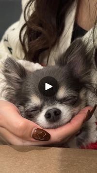 35K views · 14K reactions | .
Happy Palpy 🐶♥️♥️
.
#christmas #チワワ #ロングコートチワワ #ロングチワワ #ブルーチワワ #イザベラチワワ #成長記録 #多頭飼い #愛犬 #わんこ #わんこのいる生活 #犬のいる暮らし #いぬのいる暮らし #きょうのわんこ #いぬすたぐらむ #犬好きな人と繋がりたい #chihuahua #longcoatchihuahua #chihuahualove #chihuahualife #chihuahuastagram #chihuahuaoftheday #puppy #doglife #dogstagram #dogoftheday #치와와 #吉娃娃 #чихуахуа #ชิวาวา | パルちゃんとティラちゃん | Palpy & Tira