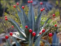 Holiday Decorating with Succulents | Debra Lee Baldwin