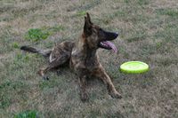 Dutch shepherd - Frisbee Lover by ~illuminara on deviantART