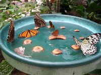 Homemade Butterfly Feeder~Use 4 parts water to one part sugar, and add over-ripe fruit. Bright colors will attract them.