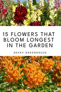 Who doesn't love long lasting blooms? Learn all about the flowers that last longest in the garden.