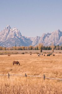 Where to Sleep, Eat and What to Do in Jackson Hole, Wyoming - She's So Bright, Travel, Wyoming, Jackson Hole, Adventure, Wanderlust, Travel Itineraries, Wyoming Itinerary, Yellowstone, Grand Teton, National Park