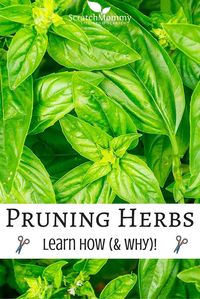 Learn How (and why) To Prune Herbs- Scratch Mommy-2