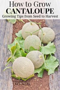 Gardening tips for growing cantaloupe, including how to plant cantaloupe seeds, how to transplant cantaloupe seedlings, how to grow cantaloupes in your garden, and how to harvest cantaloupe.