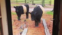 Belted Galloway