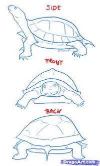 how to draw a turtle | how to draw turtles step 2