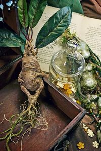 Mandrake by Sandra Arteaga.