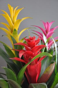 Tips on growing tropical plants indoors