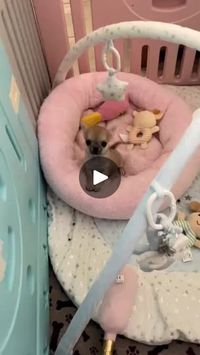 134K views · 7.7K reactions | Bebé chihuahua inquieto y feliz
 #reelsfb #chihuahua #dog #babies #aesthetic | Chihuahueñitos