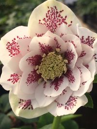 Hellebores are the gems of the winter woodland garden. Hellebores, also known as lenten rose, come in a wide range colors and flower forms, they are deer resistant and drought tolerant once established.