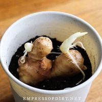 Easy Way to Grow Ginger Root | Empress of Dirt