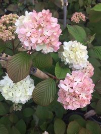 Japanese "Pink" Snowball ... Viburnum plicatum Roseace .... The most beautiful Viburnum , soft pink Snowballs sit atop each branch as if perfectly positioned by a master florist .... Pink and White blooms en mass in Spring .... A low spreading deciduous shrub to 1.5-2 metres ,with arching branches that arch further when the weight of flowers enhances this wonderful look ... Pete Teese