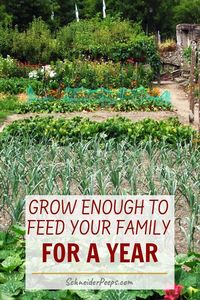 Wondering how much fruits and vegetables you need to grow to feed your family for a year? Use this step by step guide and free printable worksheets to figure out how much your family needs. #GardeningIdeas #GardeningTips #Homesteading #GrowingFood