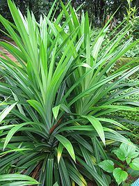 What are Pandan Leaves, Where to Buy Pandan, How to Use Pandan Leaves - Cooking Software Australia