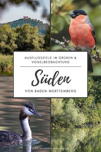 Wenn du wissen möchtest, wo du im Süden Baden-Württembergs am besten zur Vogelbeobachtung unterwegs sein kannst, dann findest du in diesem Beitrag einige tolle Ausflugstipps. Besuche das Naturschutzgebiet am Federsee, die Triberger Wasserfälle im Schwarzwald, die Störche auf der Baar, den Kaiserstuhl oder beobachte Vögel im Biosphärengebiet Schwäbische Alb. Ob Rotmilan, Kolkrabe, Wanderfalke oder Uhu - Süddeutschland bietet spannende Ausflugsziele für Birding in der Natur.