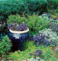 If a pot is intended as a permanent feature in a garden bed, it’s wise to select one whose size and coloring corresponds with those of adjacent plants. The dark blue foliage cried out for a vessel like this one.