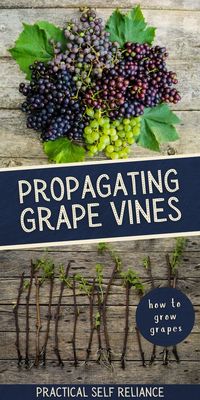 Propagating Grape Vines: Organic Gardening Tips - Learn how to propagate grape vines during the fall season! There are many ways to propagate plants and propagating grapes can be fairly easy once you learn a few easy ways to go about doing it. From propagating grape vines in water to how to grow grape vine from cuttings!