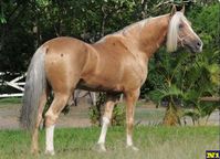 Palomino Mangalarga Marchador horse with Bend Or (dark, smutty) spots. The Mangalarga is the most popular and widespread horse in Brazil.