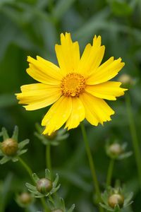 yellow-coreopsis-lanceolata-bloom-c4be604e