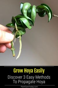 Elevate your indoor garden with Hoya propagation tips! Explore simple techniques to multiply your Hoya collection through stem cuttings, water propagation, and layering. Perfect for beginners aiming to expand their lush, wax plant family. Get started now! Photo Credit: Instagram @alltheplantbabies