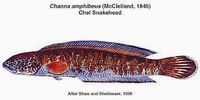 Borna snakehead, (Channa amphibeus) - Google Search