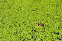 Duckweed: Learn it, grow it, feed it!