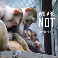 Animals feel pain and fear just as we do, and their overwhelming natural instincts – like ours – are to be free and to protect their own lives, not to be locked in a small cage inside a laboratory. Animals are NOT ours to experiment on - double tap if you agree! . . . #animaltesting #animalrights #veganuk #vegan #veganlondon #vegansoflondon #activism #crueltyfree