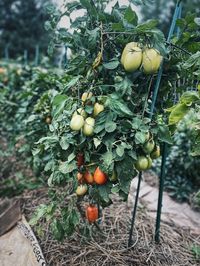 Determinate vs Indeterminate Tomatoes - The Homesteading RD