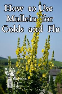 Add locally growing mullein to your list of herbal allies to support against cold and flu.