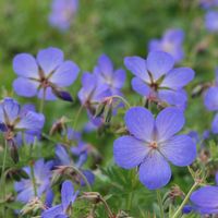 Geranium × johnsonii 'Johnson's Blue' - cranesbill