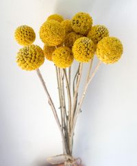 Hello flower lovers, Flower: Craspedia Length: around 30 cm  15 small Billy button/Craspedia These beautiful dried Craspedia (Billy button) have been lovingly grown and hand picked from my cut flower garden this summer(2024). Decor your home by this beautiful Dried Craspedias or Billy Balls flowers. These flowers dry very well for use in permanent arrangements, best addition a DIY bouquet or centerpiece. 🔍NOTE: Since our flowers are natural products, there may be variations in color, size and o