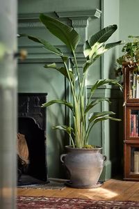 So named for its gorgeous, orange crane-like flowers, the bird of paradise is a native to South Africa and belongs to the Strelitiaceae family. Flowering indoors is rare, though the elegant, elongated leaves mean the bird of paradise is a striking houseplant, even without the flowers. The leaves tend to split over time, which is a natural adaptation to help them withstand hurricane-force winds in the tropics. Decorative ceramic pot sold separately.