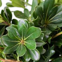 A fresh bulk green, Pittosporum serves as a fantastic decorative filler. Its woody stem averages 8-12 inches in length and branches into several laterals that are densely compacted green leaves. Use Pittosporum alone for a botanical feel, or combine it with other flowers for a wild and full look.