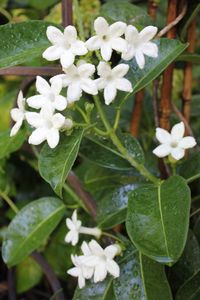 STEPHANOTIS VINE: 1) Aromatic 2) Blooms in summer 3) Quick growing 4) Vine can grow up to 18 feet requiring a trellis to grow upon 5) Keep in a bright spot but avoid direct sunlight