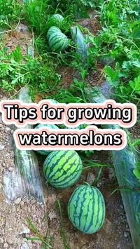 #gardening #garden #gardeningtips #farming #plants  #planting #watermelon #melon