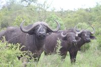 Cape buffalo.