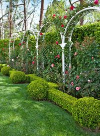 pink-roses-trimmed-bushes-6a46148d